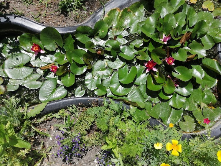 vijverplanten-waterlelies