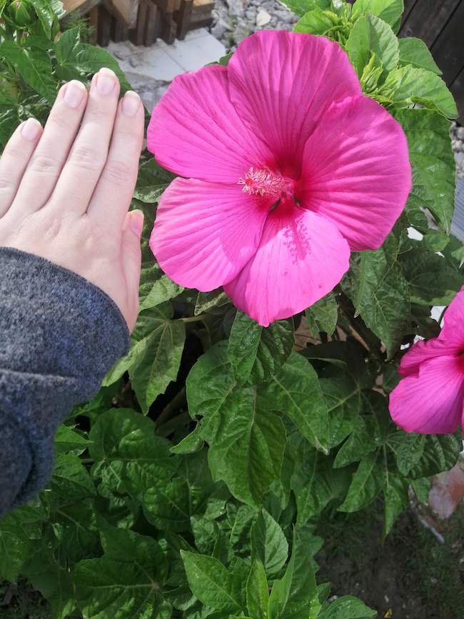 hibiscus hibiscus