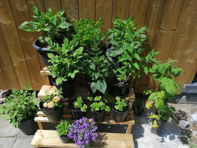 plantenstandaard plantenstandaard