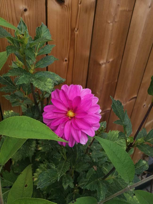 roze-dahlia roze-dahlia
