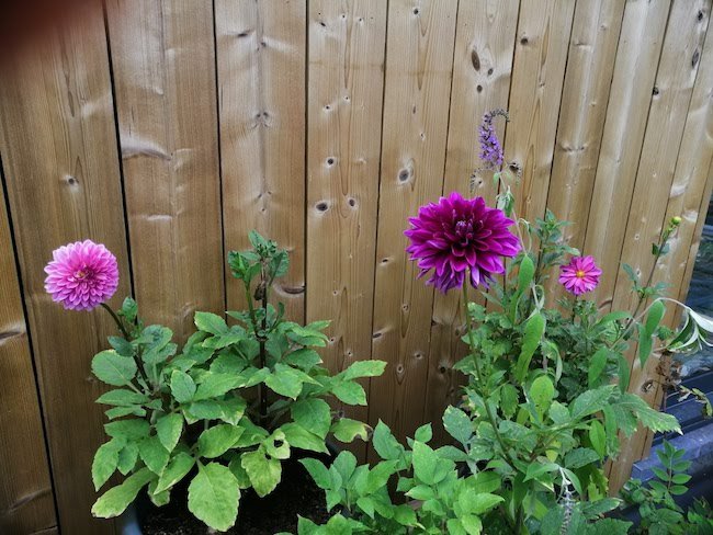 roze-paarse-dahlias roze-paarse-dahlias